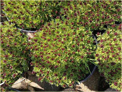 Skalnica Arendsa Harder Zwerg Saxifraga x arendsii