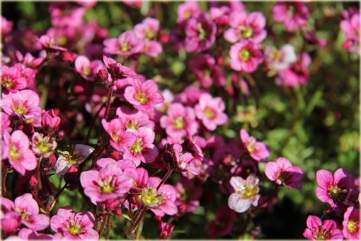 Skalnica Arendsa Harder Zwerg Saxifraga x arendsii