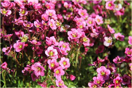 Skalnica Arendsa Harder Zwerg Saxifraga x arendsii
