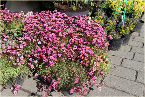 Skalnica Arendsa Harder Zwerg Saxifraga x arendsii