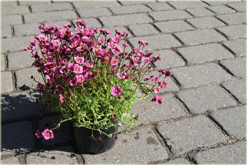 Skalnica Arendsa Harder Zwerg Saxifraga x arendsii