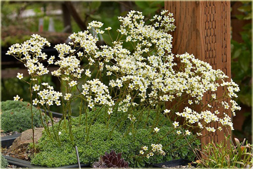 Skalnica gronkowa Saxifraga paniculata