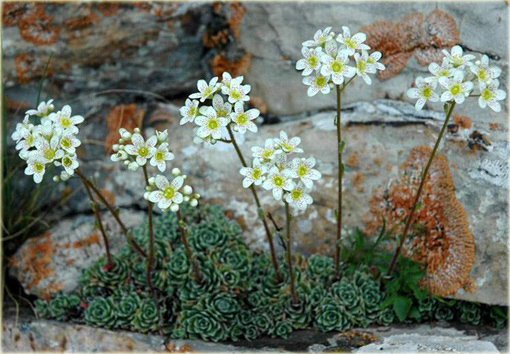 Skalnica gronkowa Saxifraga paniculata