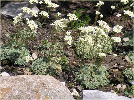 Skalnica gronkowa Saxifraga paniculata