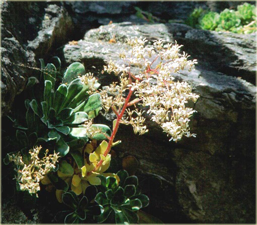 Skalnica liścieniolistna Saxifraga cotyledon