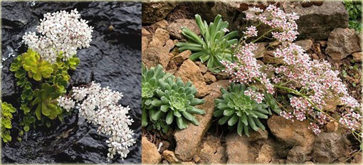 Skalnica liścieniolistna Saxifraga cotyledon