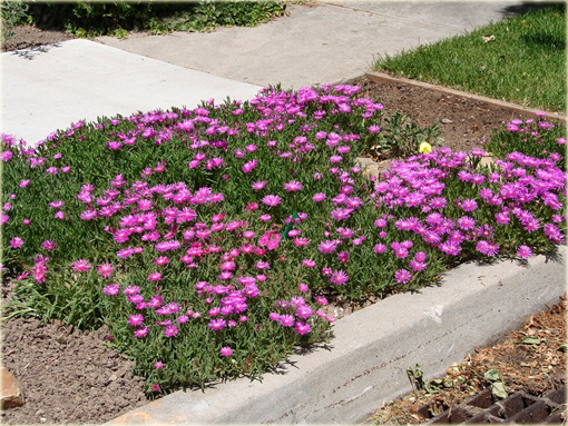 Słonecznica czerwona Delosperma cooperii