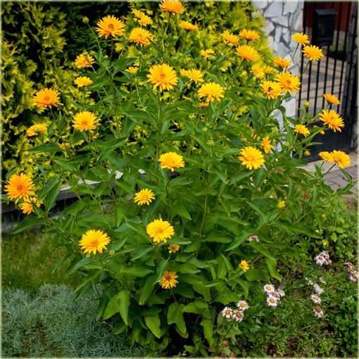 Słoneczniczek Heliopsis helianthoides
