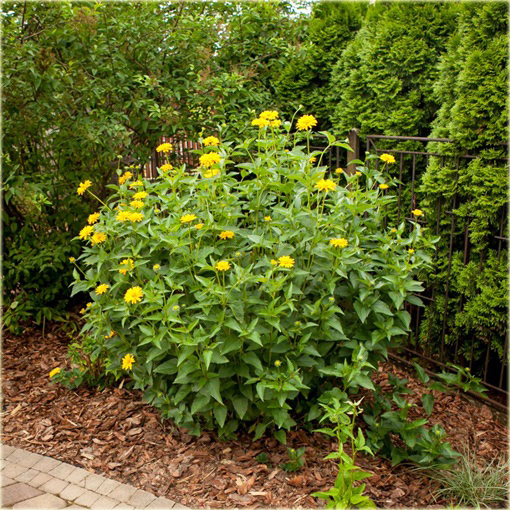 Słoneczniczek Heliopsis helianthoides