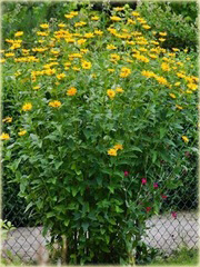 Słoneczniczek Heliopsis helianthoides 
