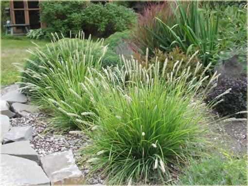 Śmiałek darniowy Deschampsia cespitosa goldtau