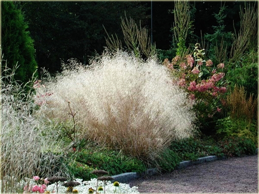 Śmiałek darniowy Deschampsia cespitosa goldtau