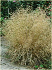 Śmiałek darniowy Deschampsia cespitosa goldtau