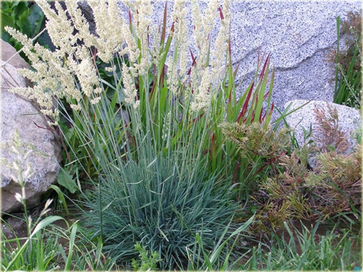 Strzęplica sina Koeleria glauca