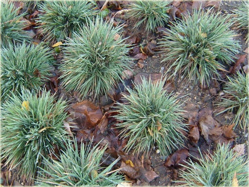 Strzęplica sina Koeleria glauca