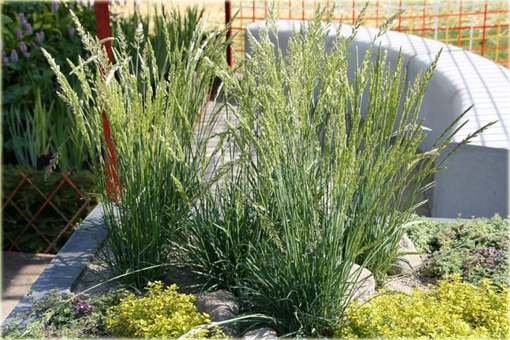 Strzęplica sina Koeleria glauca