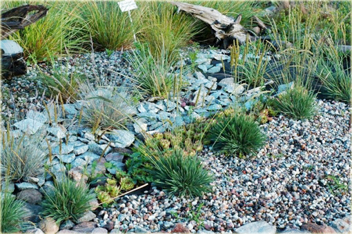 Strzęplica sina Koeleria glauca