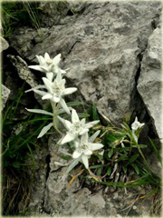 Szarotka alpejska Leontopodium alpinum