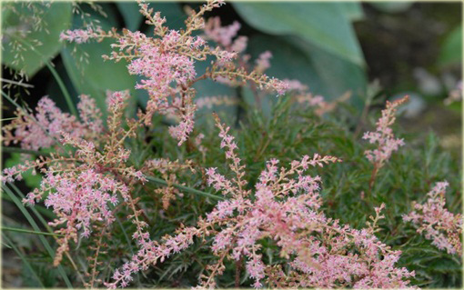 Tawułka Sprite Astilbe glaberrima 