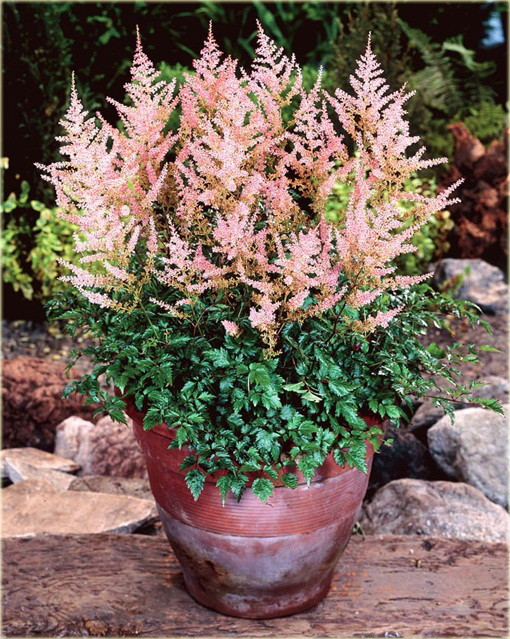 Tawułka Sprite Astilbe glaberrima 