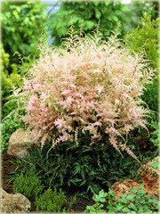 Tawułka Sprite Astilbe glaberrima 