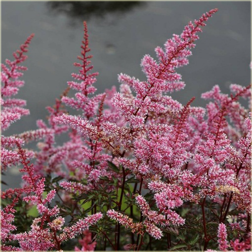 Tawułka pojedynczolistna Key West Astilbe simplicifolia