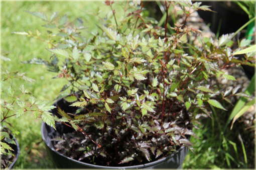 Tawułka pojedynczolistna Key West Astilbe simplicifolia