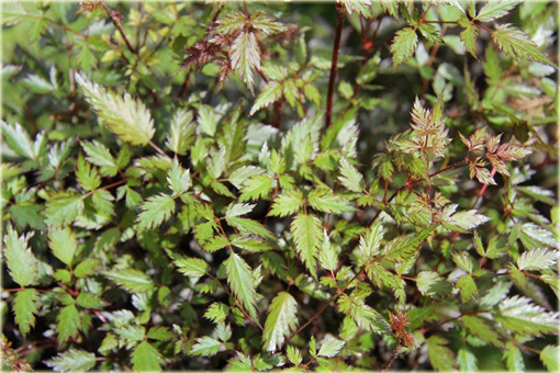 Tawułka pojedynczolistna Key West Astilbe simplicifolia