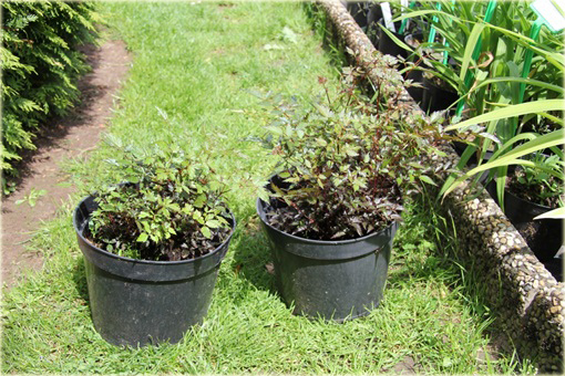 Tawułka pojedynczolistna Key West Astilbe simplicifolia