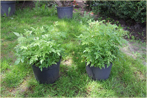 Tawułka Younique Carmine Astilbe arendsii