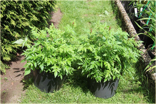 Tawułka Younique Carmine Astilbe arendsii