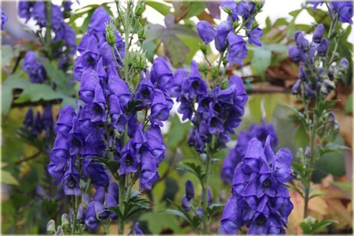 Tojad Carmichaela Arendsii Aconitum carmichaelii arendsii