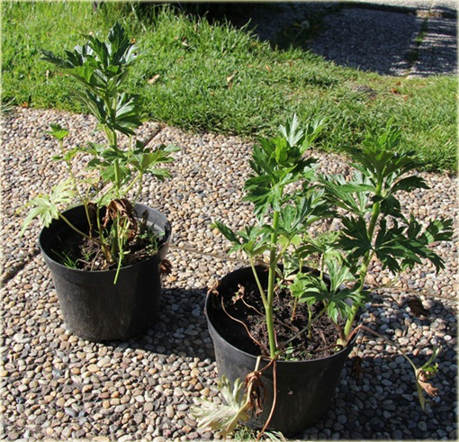 Tojad Carmichaela Arendsii Aconitum carmichaelii arendsii