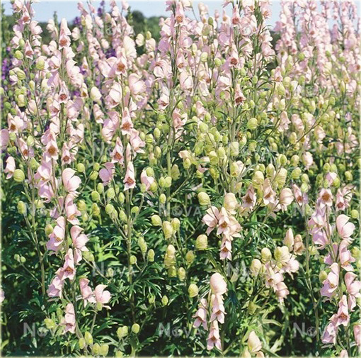 Tojad mocny Rubellum Aconitum napellus Rubellum