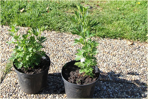 Tojad mocny Rubellum Aconitum napellus Rubellum