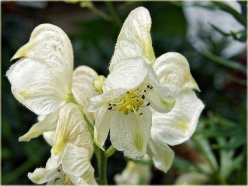 Tojad mocny Schneewittchen Aconitum napellus