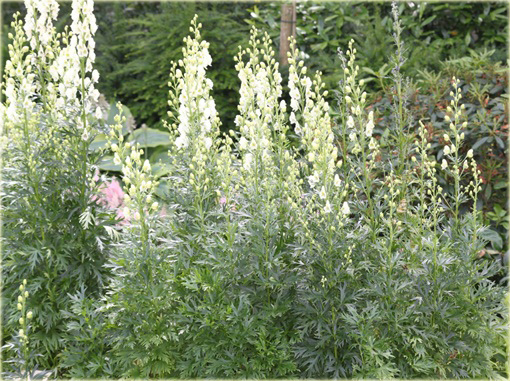 Tojad mocny Schneewittchen Aconitum napellus
