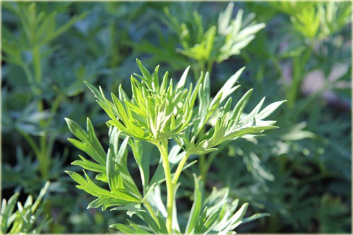 Tojad mocny Schneewittchen Aconitum napellus