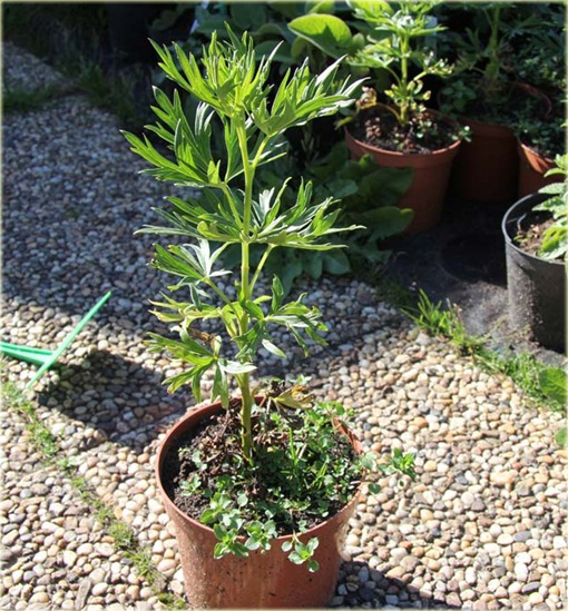 Tojad mocny Schneewittchen Aconitum napellus