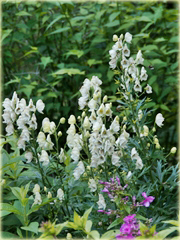 Tojad mocny Schneewittchen Aconitum napellus