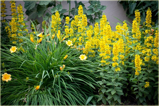 Tojeść kropkowana Lysimachia punctata