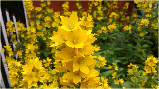 Tojeść kropkowana Lysimachia punctata