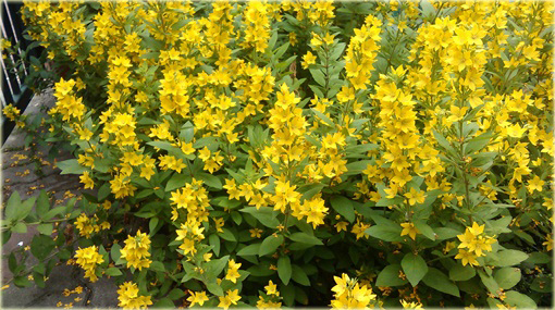 Tojeść kropkowana Lysimachia punctata