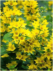 Tojeść kropkowana Variegata Lysimachia punctata Variegata