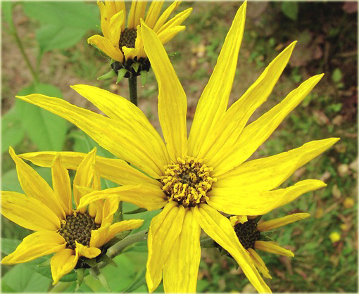 Topinambur, Słonecznik bulwiasty Helianthus tuberosus 