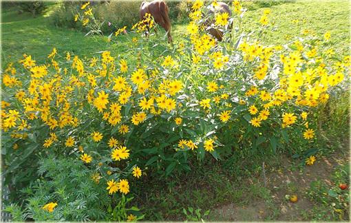 Topinambur, Słonecznik bulwiasty Helianthus tuberosus 