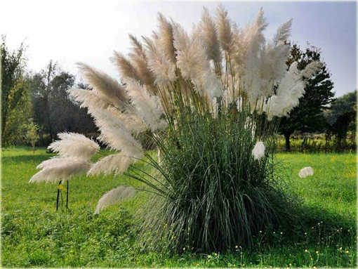 Trawa pampasowa biała Cortaderia selloana white