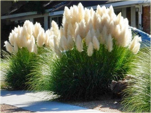 Trawa pampasowa biała Cortaderia selloana white