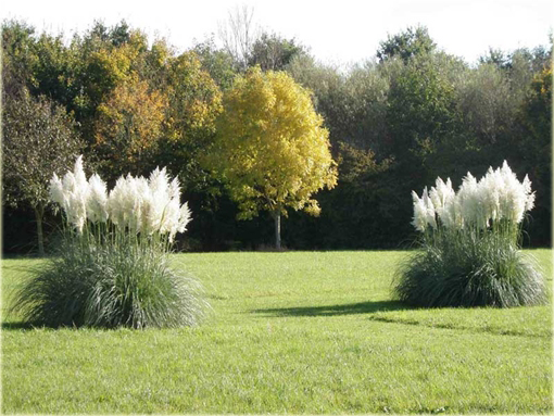 Trawa pampasowa biała Cortaderia selloana white