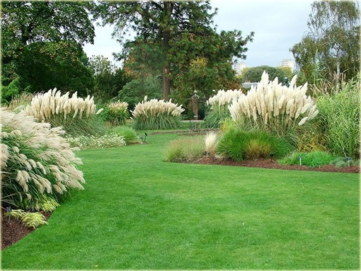 Trawa pampasowa biała Cortaderia selloana white